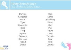 Baby Animal Quiz